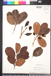 Eugenia brasiliensis image