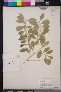Schaefferia frutescens image
