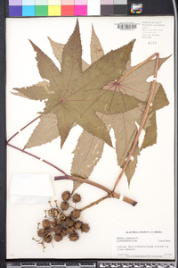 Ricinus communis image