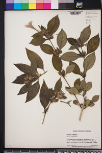 Barleria cristata image