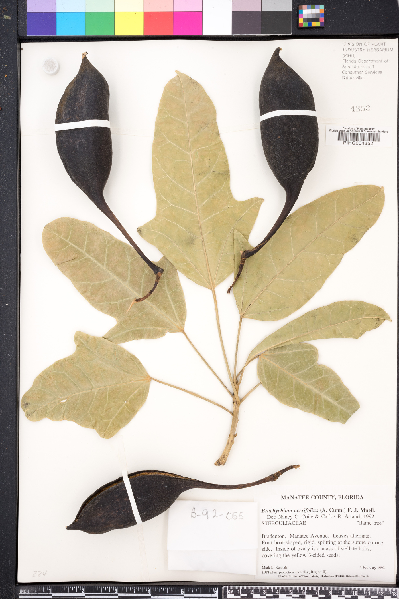 Brachychiton acerifolius image