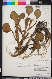 Eichhornia azurea image