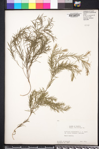 Melaleuca bracteata image