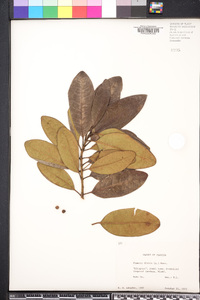 Pimenta dioica image