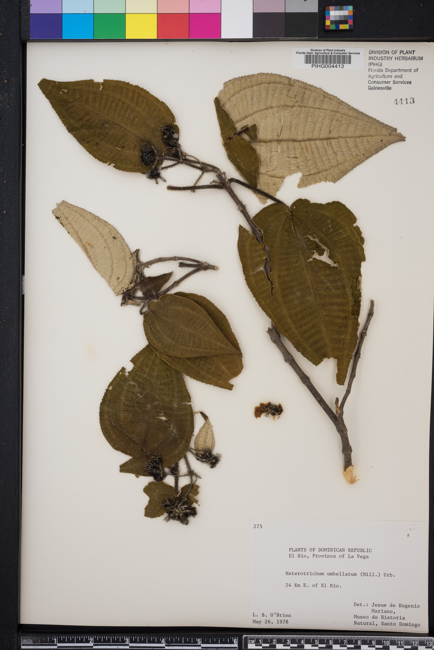 Clidemia umbellata image