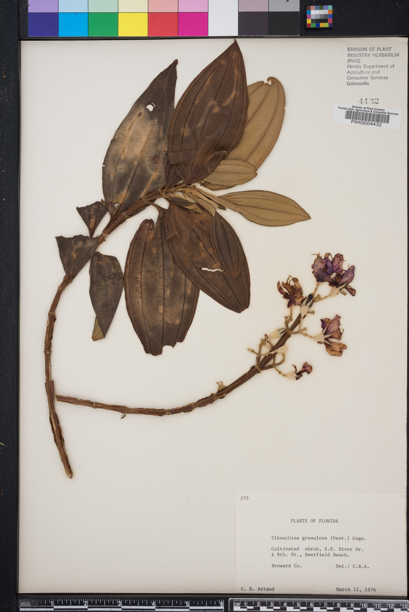 Tibouchina granulosa image