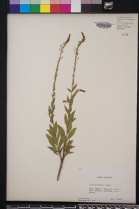 Oenothera curtiflora image