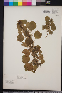 Ludwigia repens image