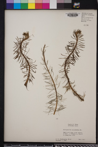 Myriophyllum intermedium image