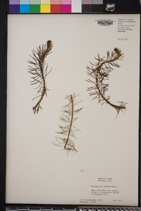 Myriophyllum intermedium image