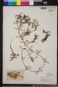 Myriophyllum spicatum image