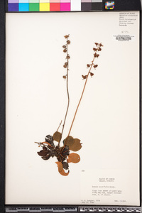 Pyrola americana image