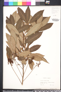 Ardisia crenata image