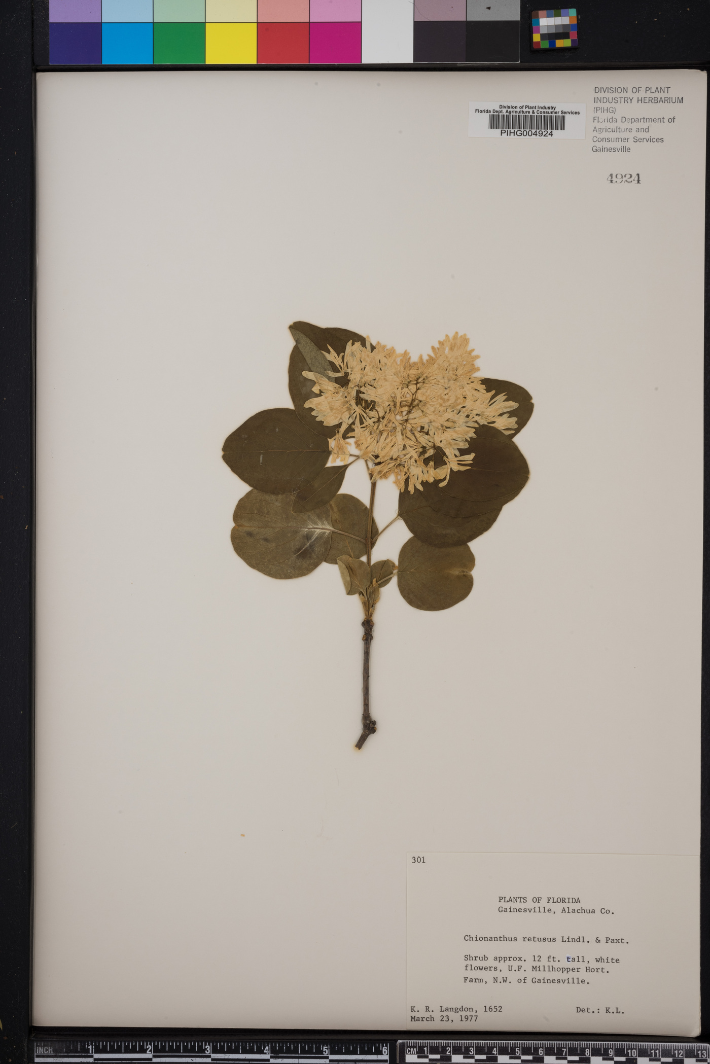 Chionanthus retusus image