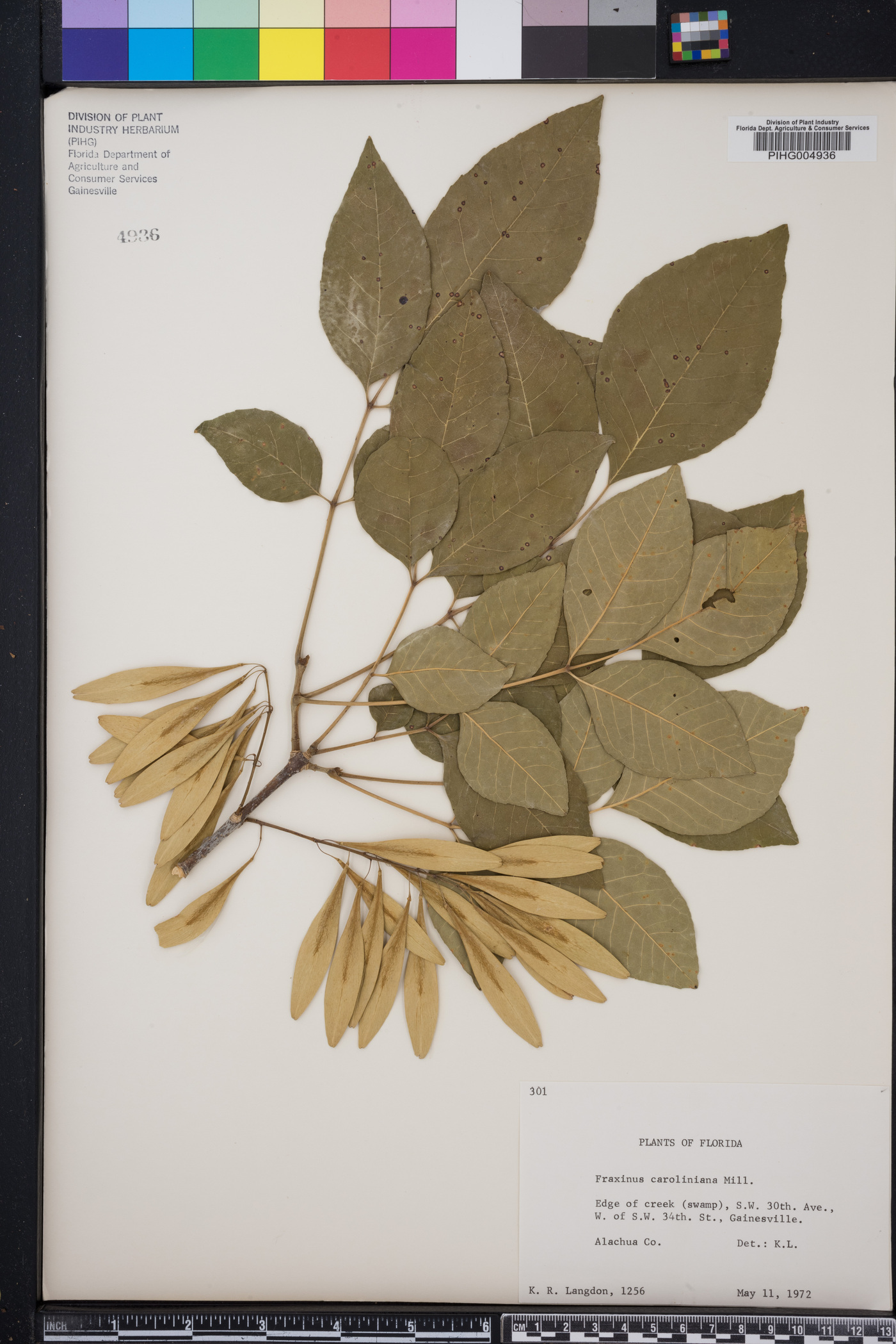 Fraxinus pauciflora image