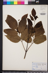 Fraxinus caroliniana image