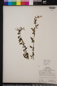 Jasminum floridum image