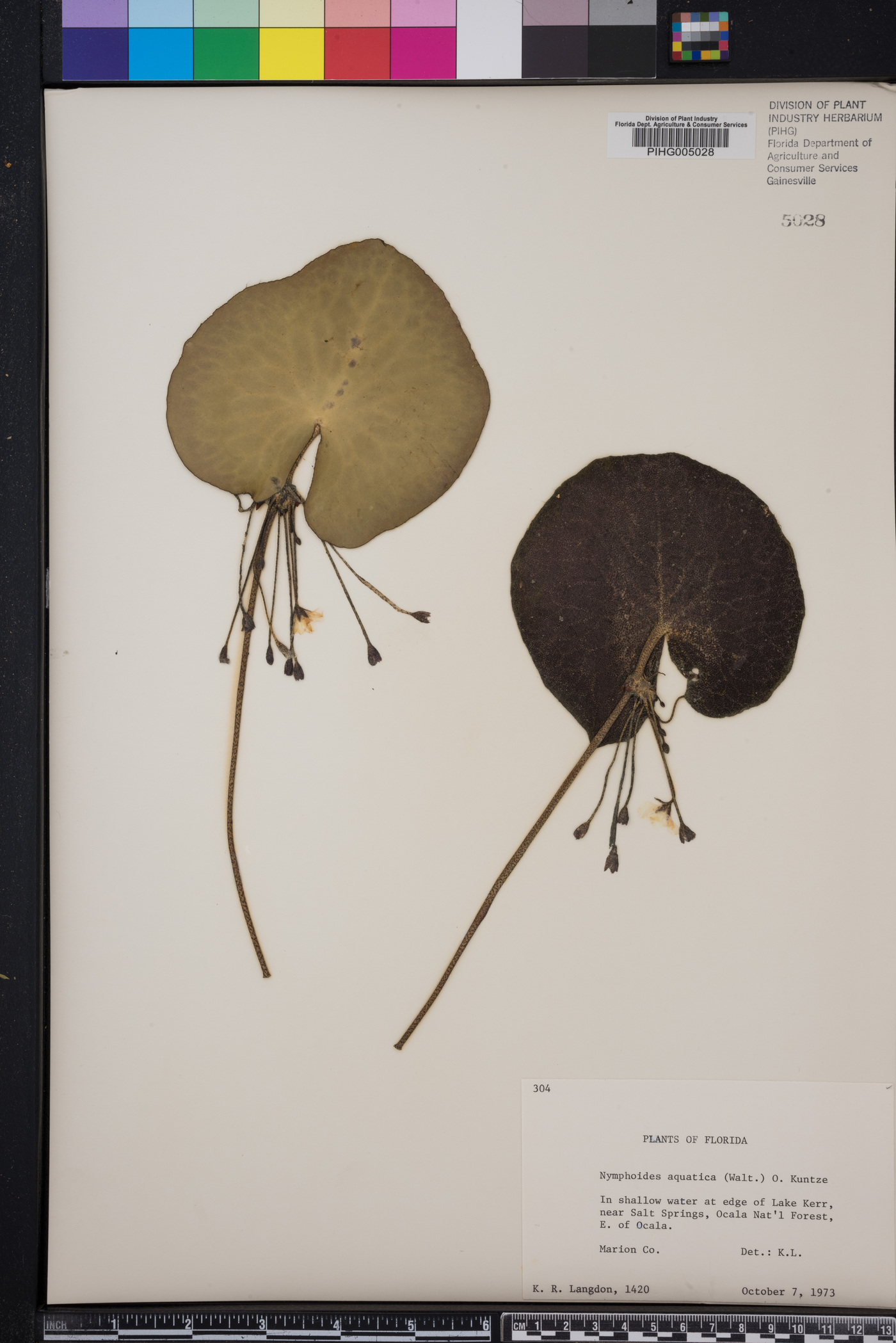 Nymphoides aquatica image