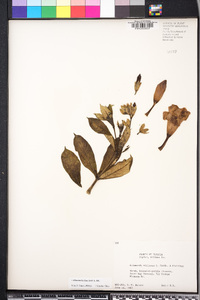 Allamanda blanchetii image
