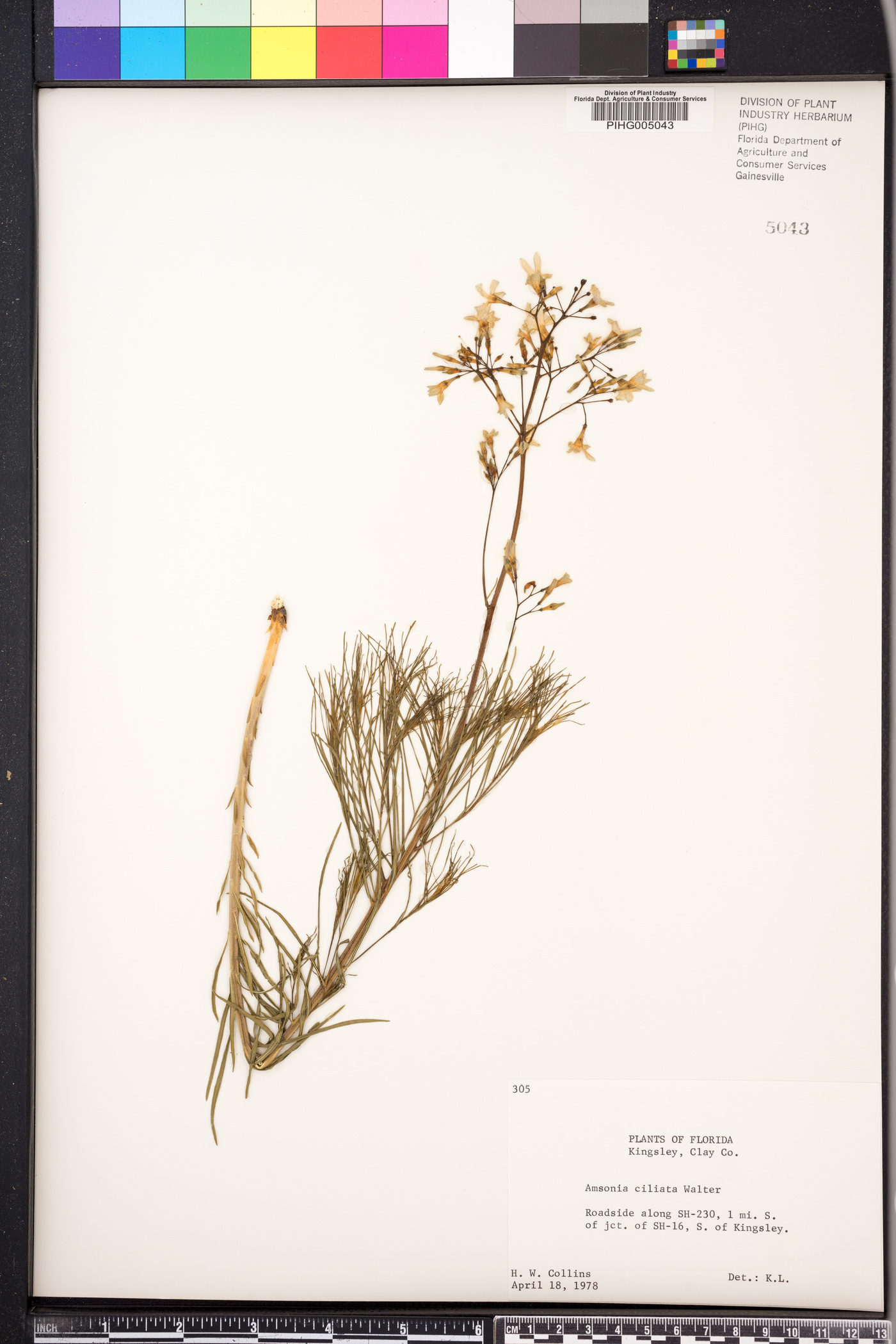 Amsonia ciliata image