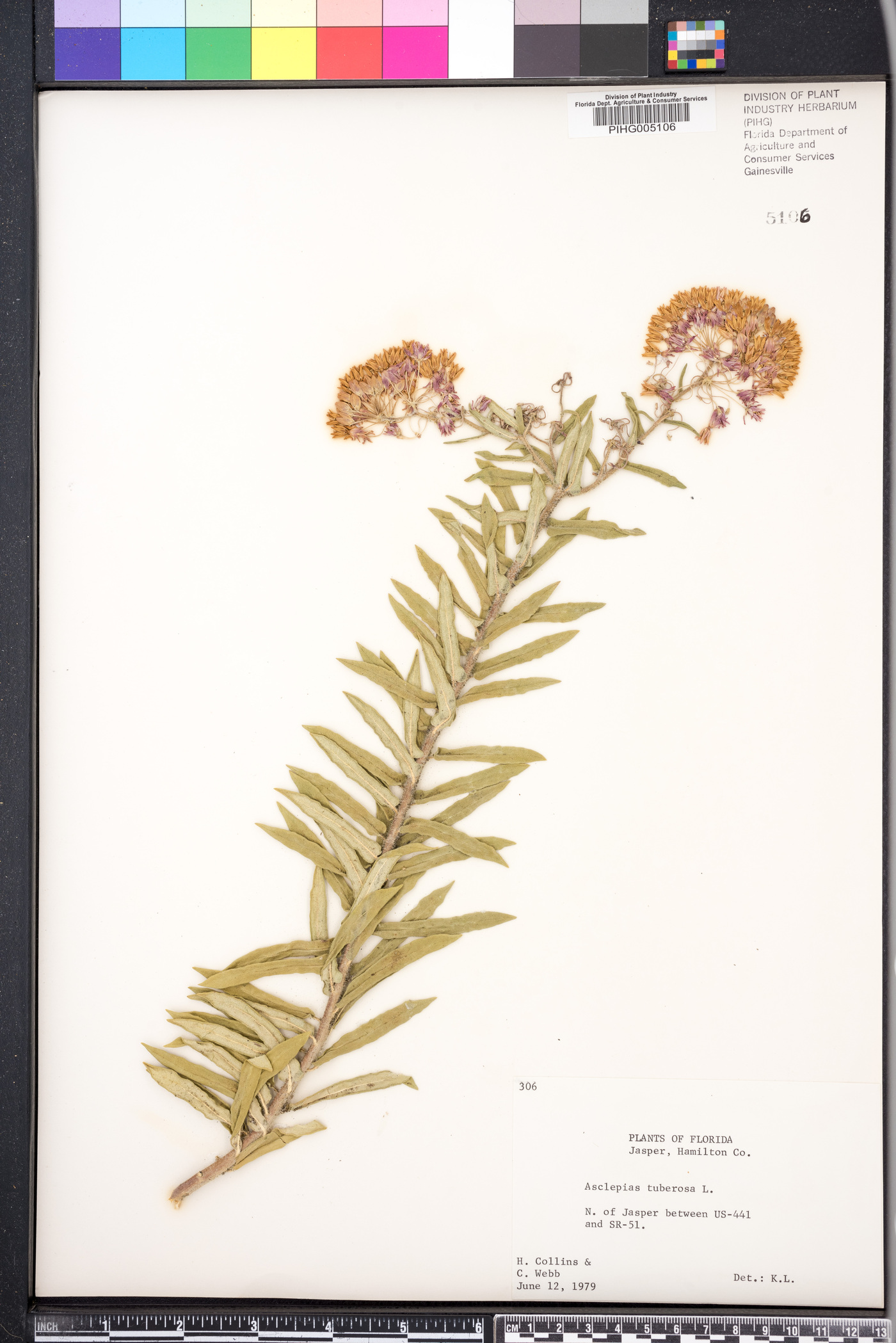 Asclepias tuberosa var. rolfsii image