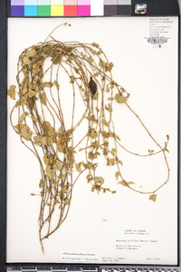 Matelea pubiflora image