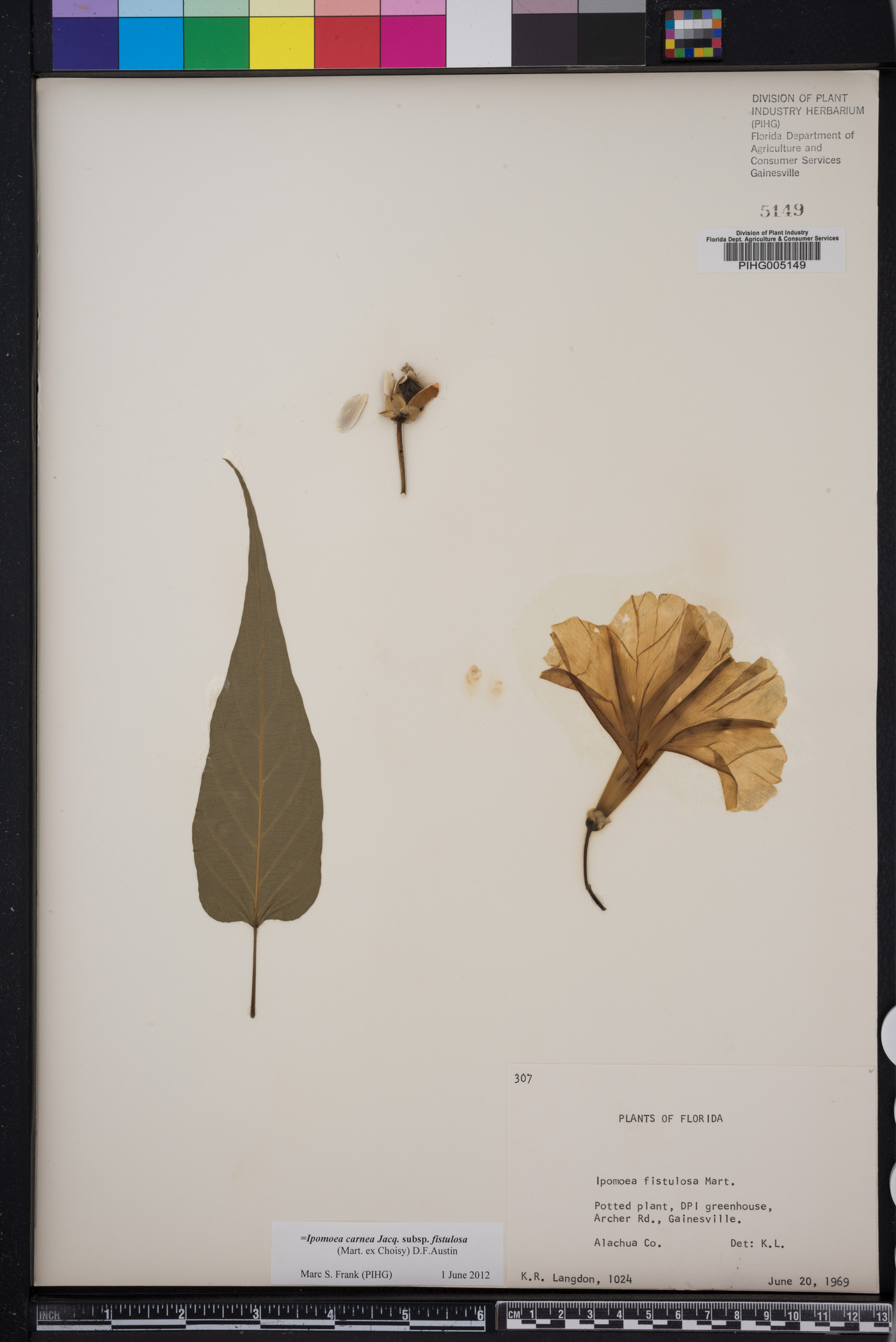 Ipomoea fistulosa image