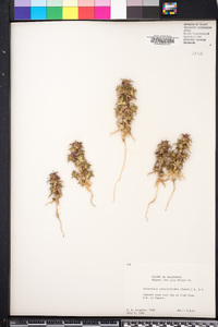 Navarretia atractyloides image