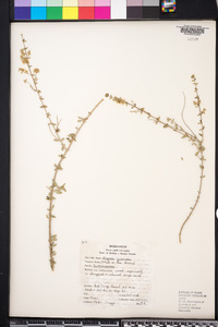 Aloysia gratissima image