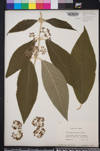 Callicarpa macrophylla image