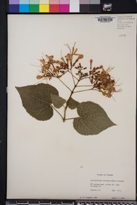 Clerodendrum speciosissimum image