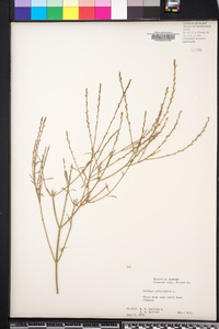 Verbena officinalis image