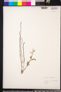 Verbena officinalis image