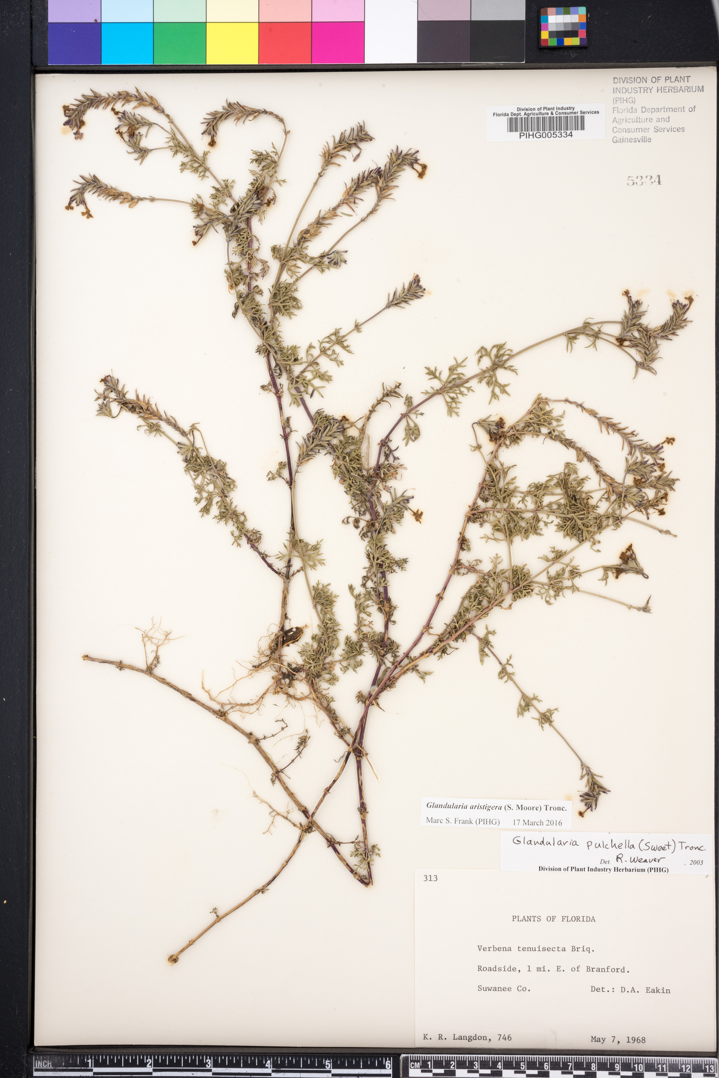Glandularia aristigera image