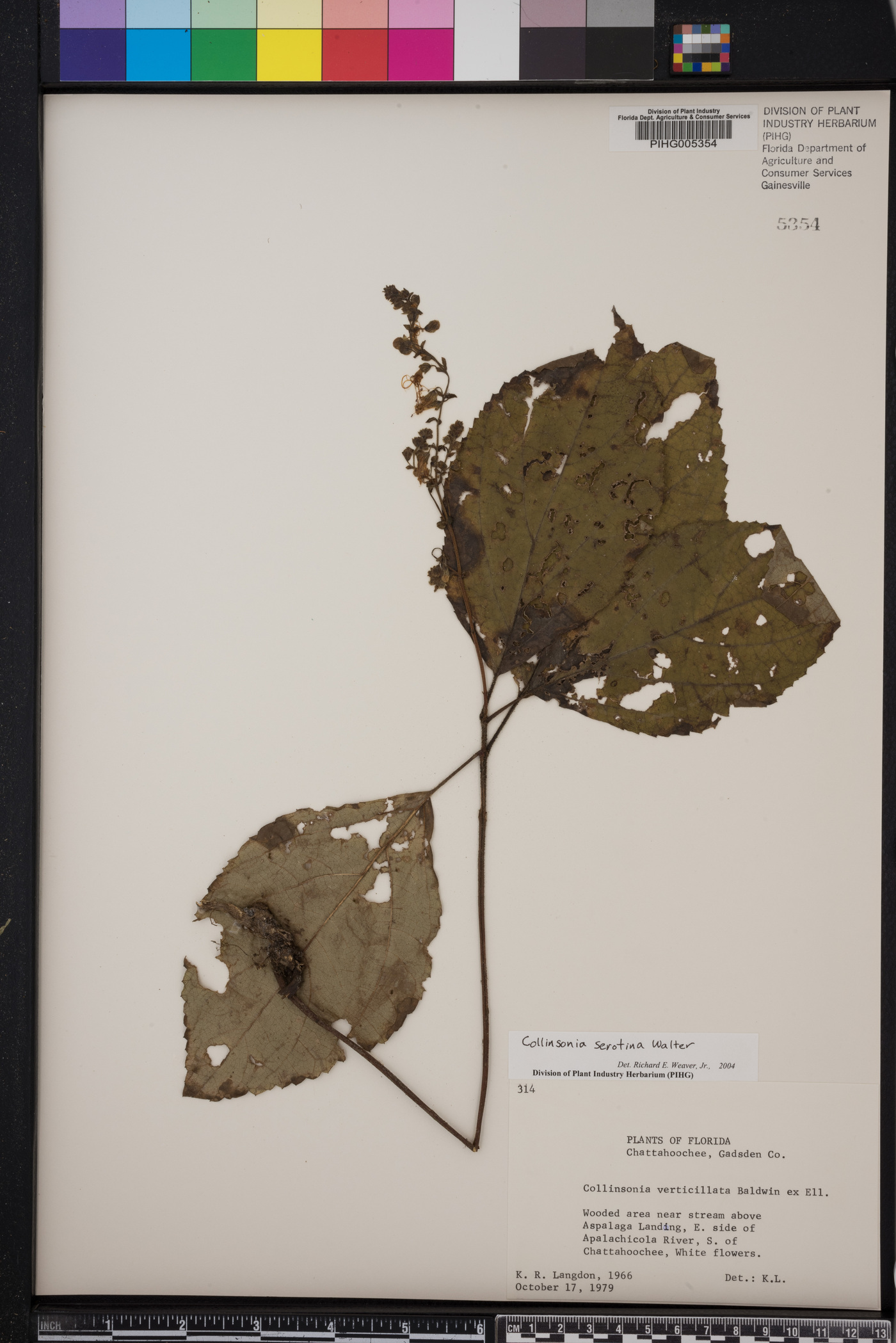 Collinsonia serotina image