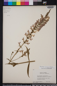 Physostegia virginiana image