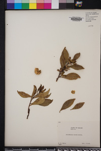 Brunfelsia nitida image