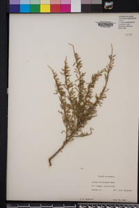 Lycium carolinianum image