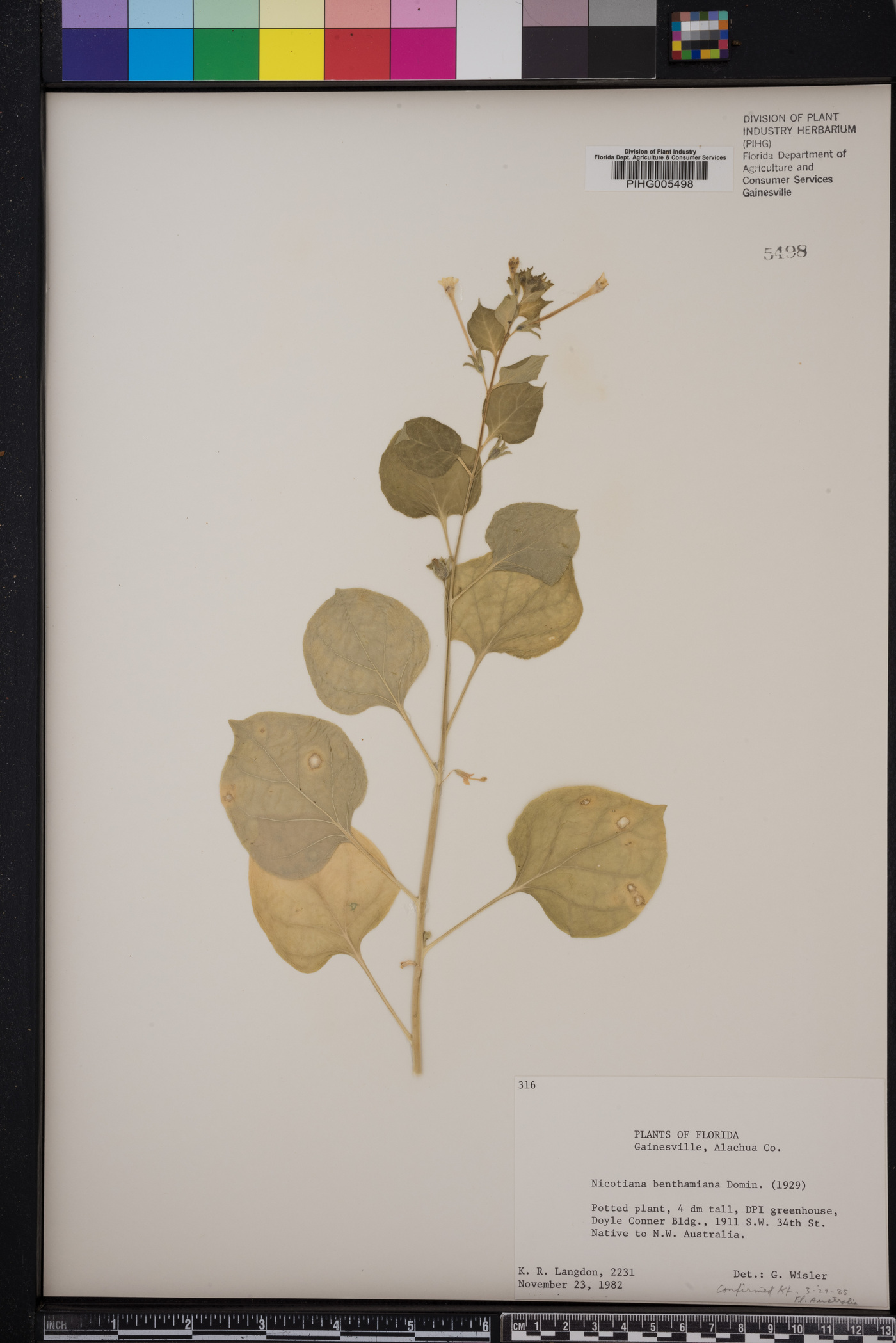 Nicotiana benthamiana image