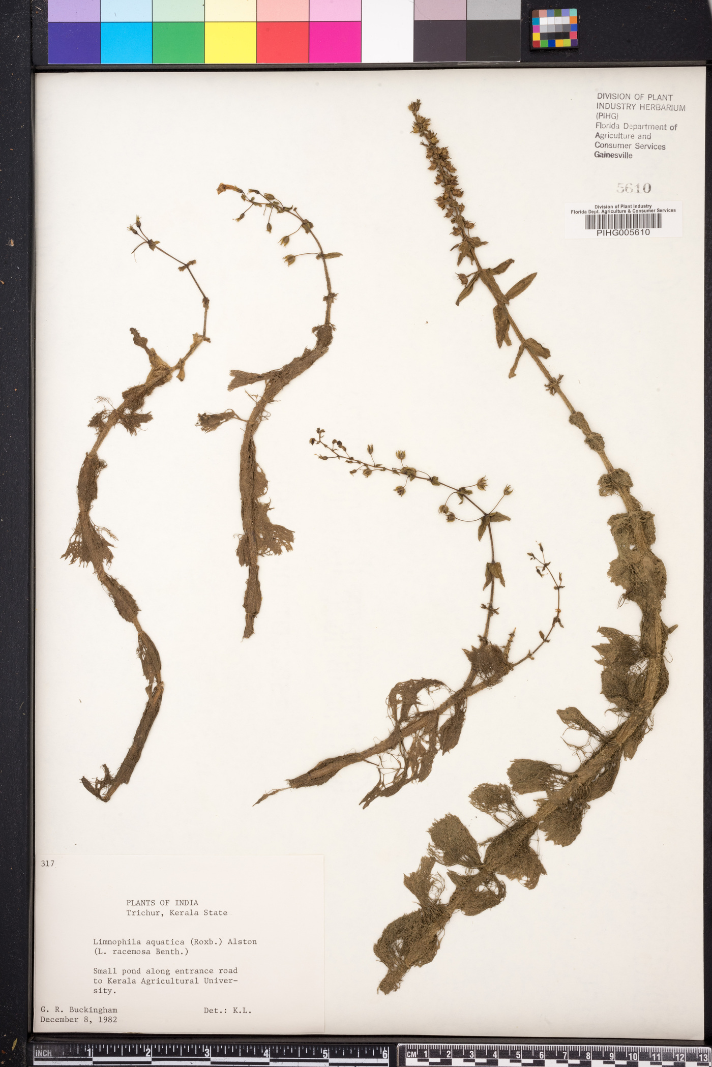 Limnophila aquatica image