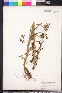 Penstemon unilateralis image