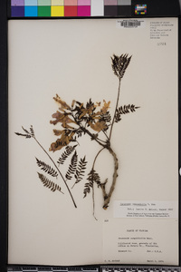 Jacaranda mimosifolia image
