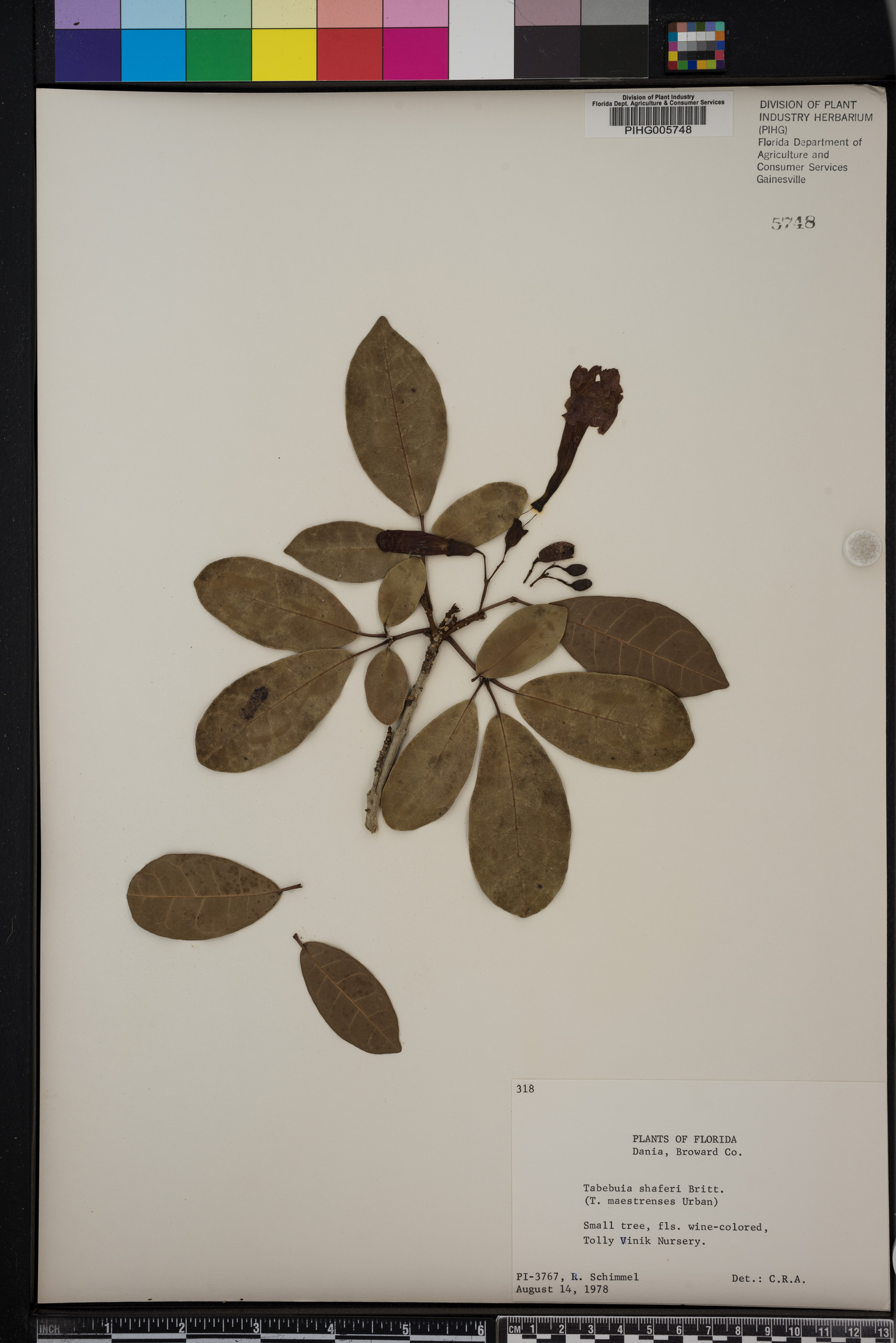 Tabebuia shaferi image