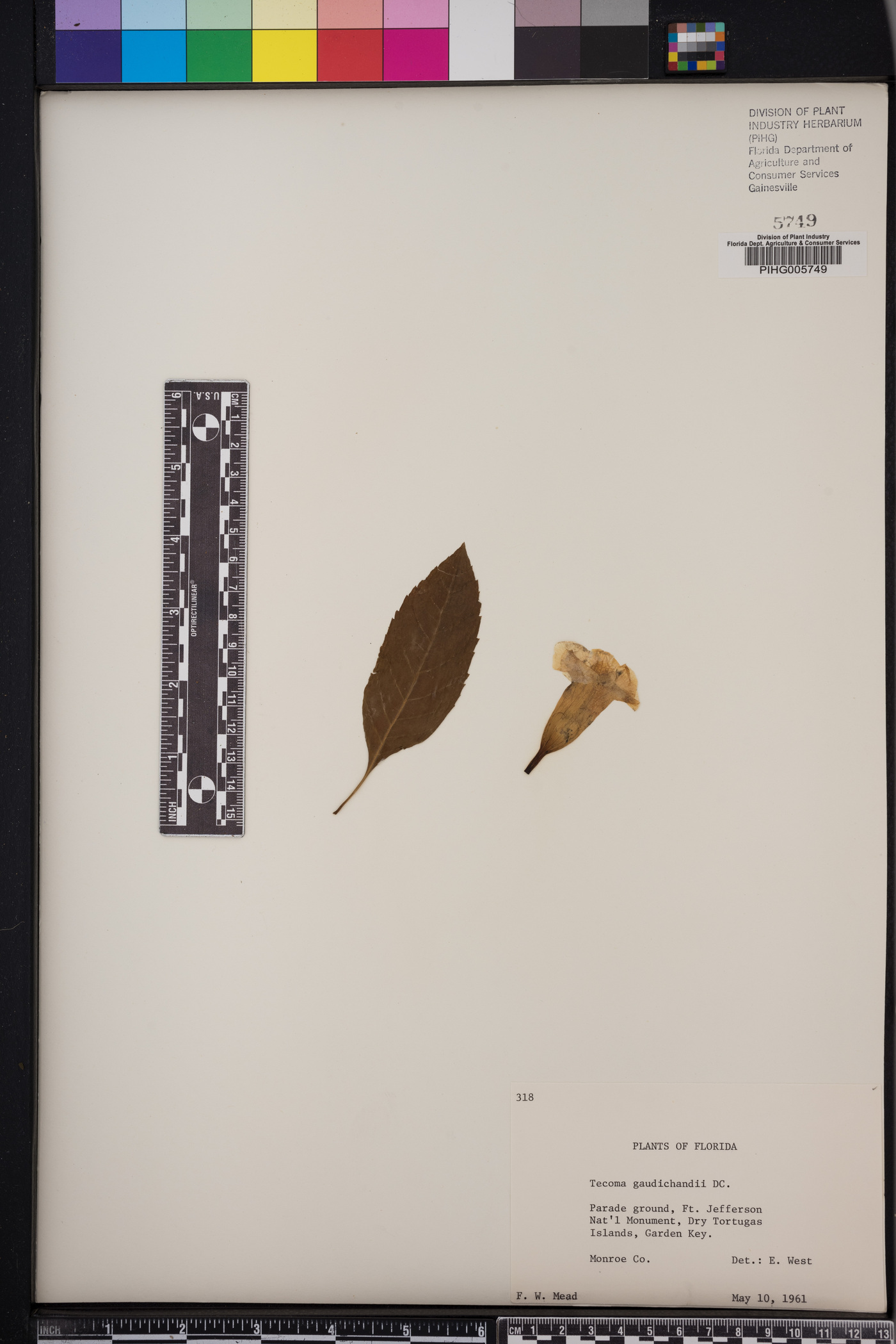 Tecoma castanifolia image