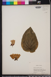 Image of Gloxinia maculata