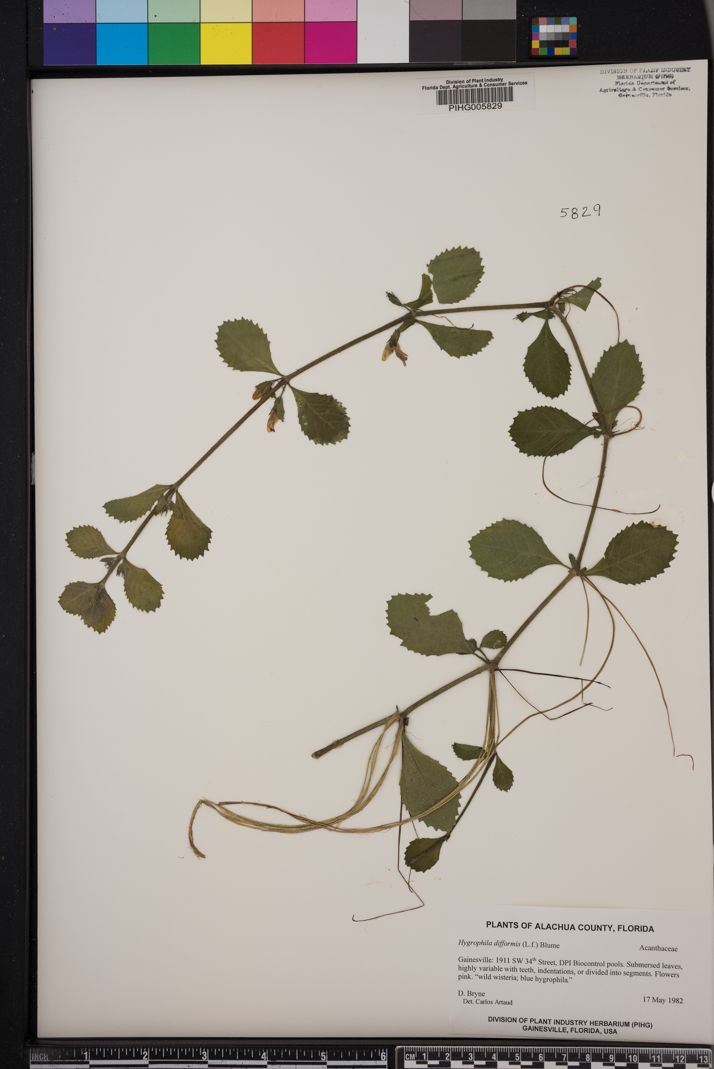 Hygrophila difformis image
