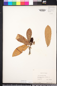 Ixora parviflora image