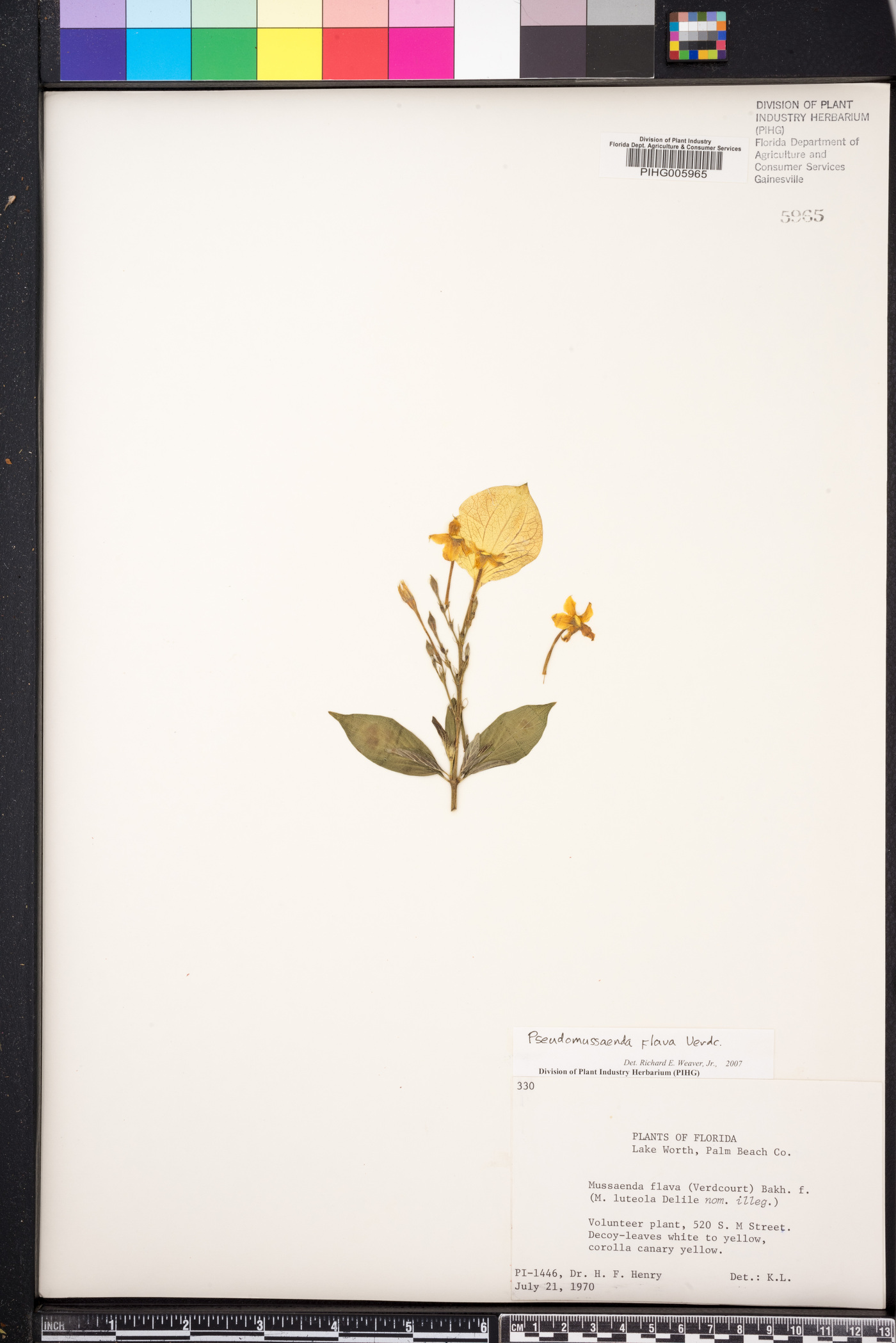 Pseudomussaenda flava image