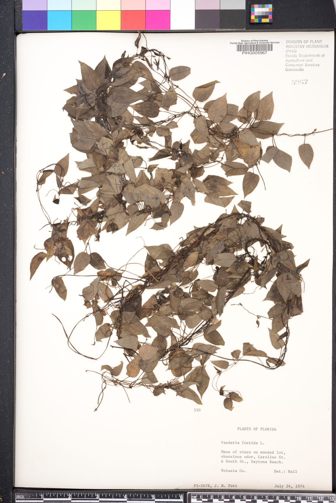 Paederia image