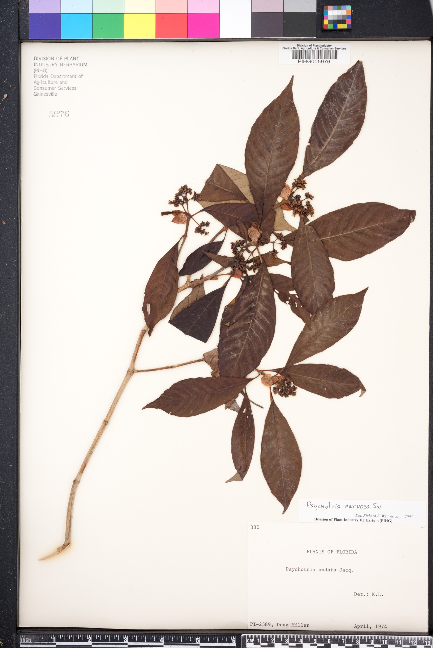 Psychotria nervosa image